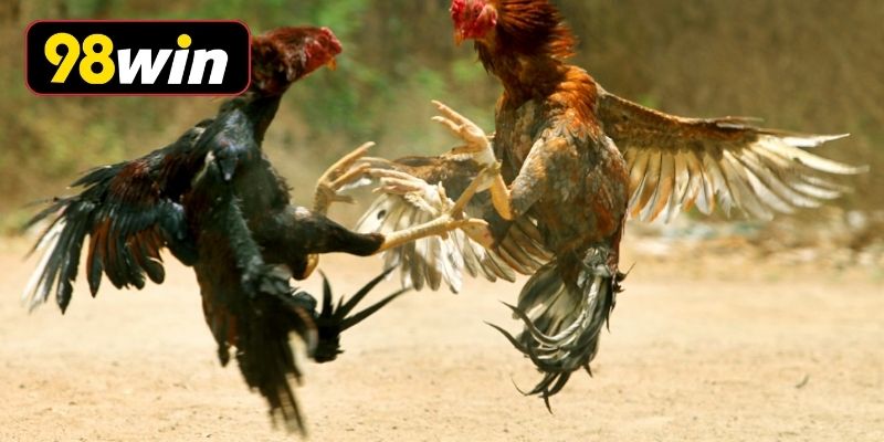 Gà mỹ đá cựa sắt với vóc dáng cường tráng