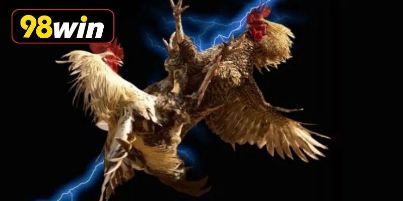 Thực đơn bổ dưỡng dành cho chiến kê